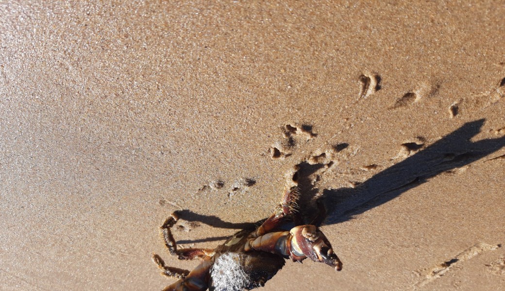 Découverte des plantes sauvages en bords de mer sur la plage de Tahiti