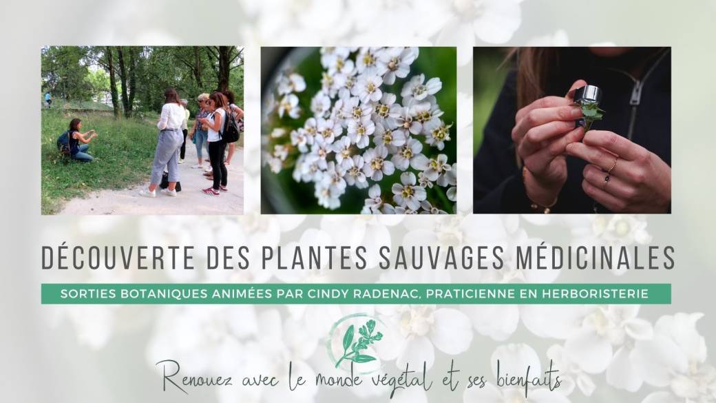 Découverte des plantes sauvages médicinales en bord de Saône