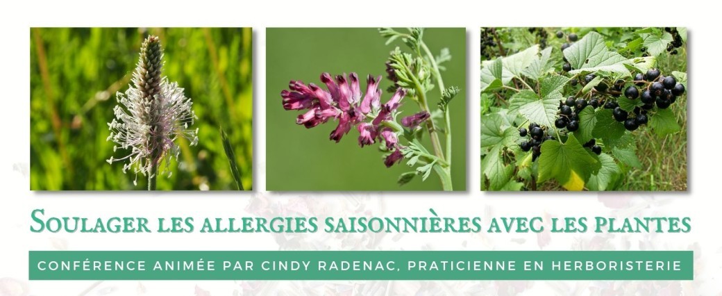 Découverte des plantes sauvages médicinales en bord de Saône