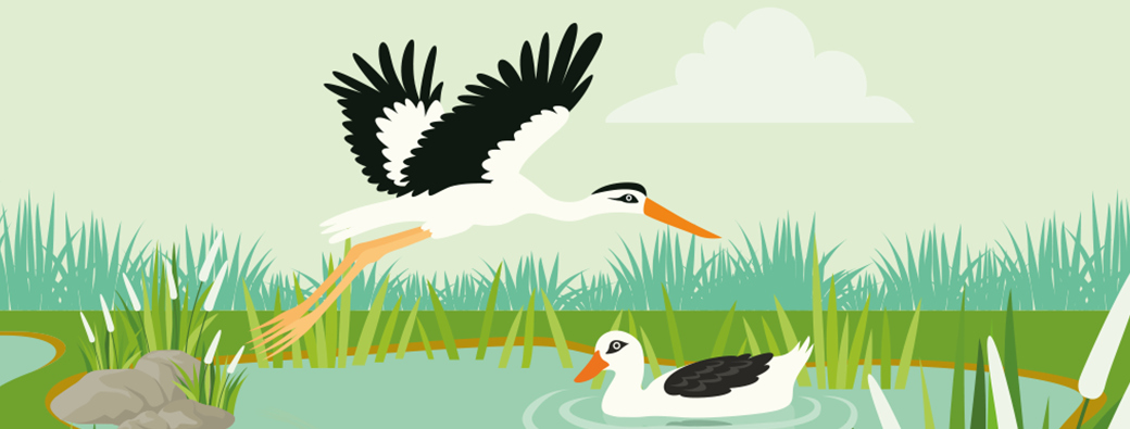 Découverte des zones humides spinoliennes 