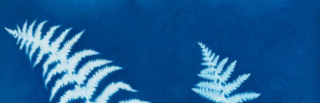 Découverte du cyanotype