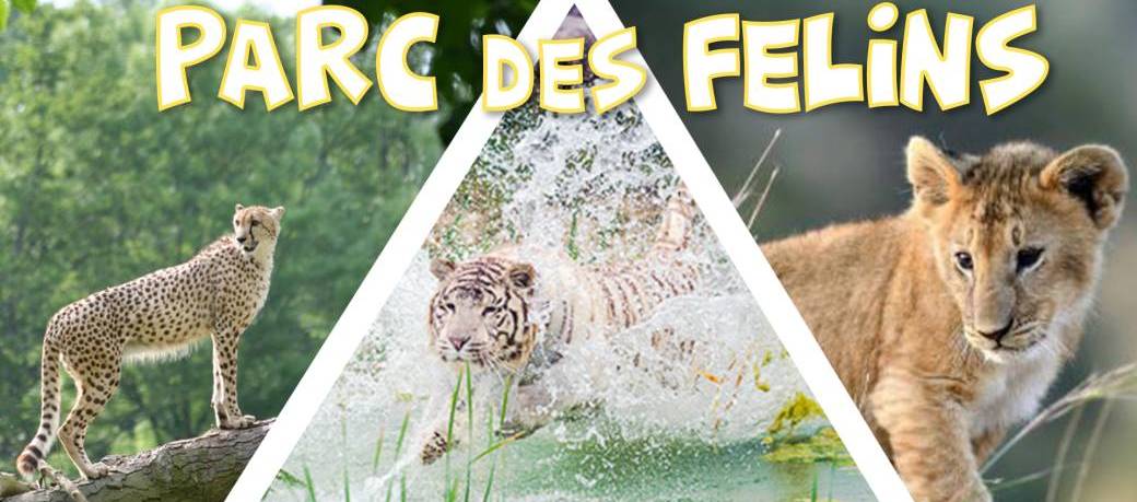 Découverte du Parc des Félins - DAY TRIP - 26 octobre