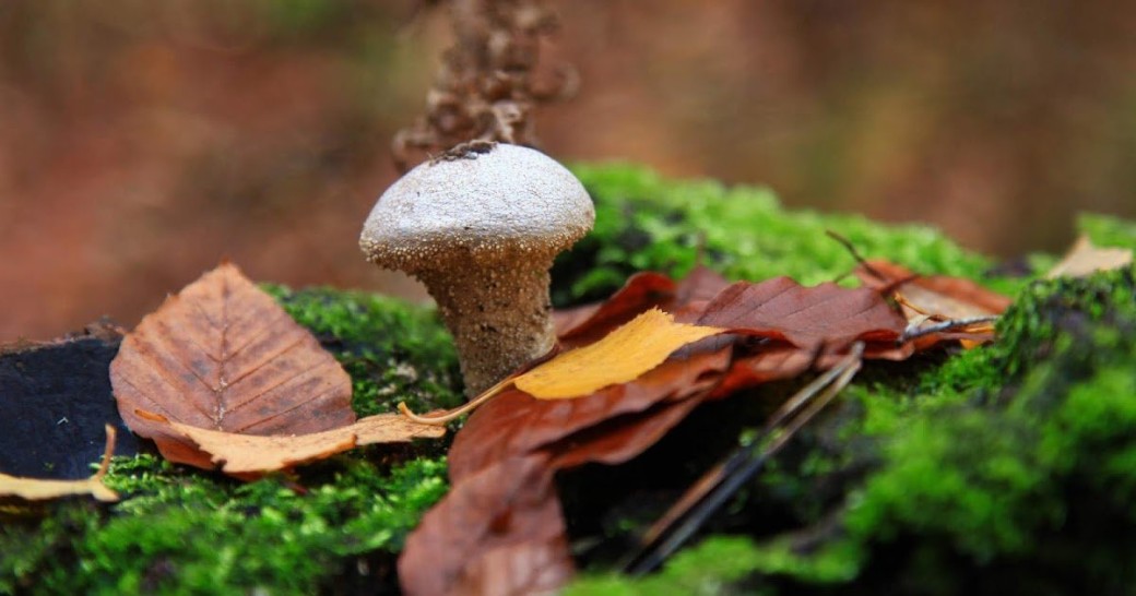 Découverte et dégustation des champignons et plantes sauvages au lac de Devesset (Ardèche)