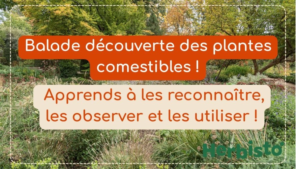 Découverte plantes sauvages comestibles et médicinales