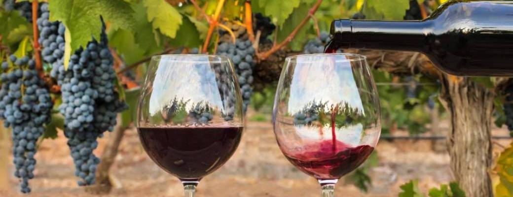 Dégustation à la Fontaine aux Vins