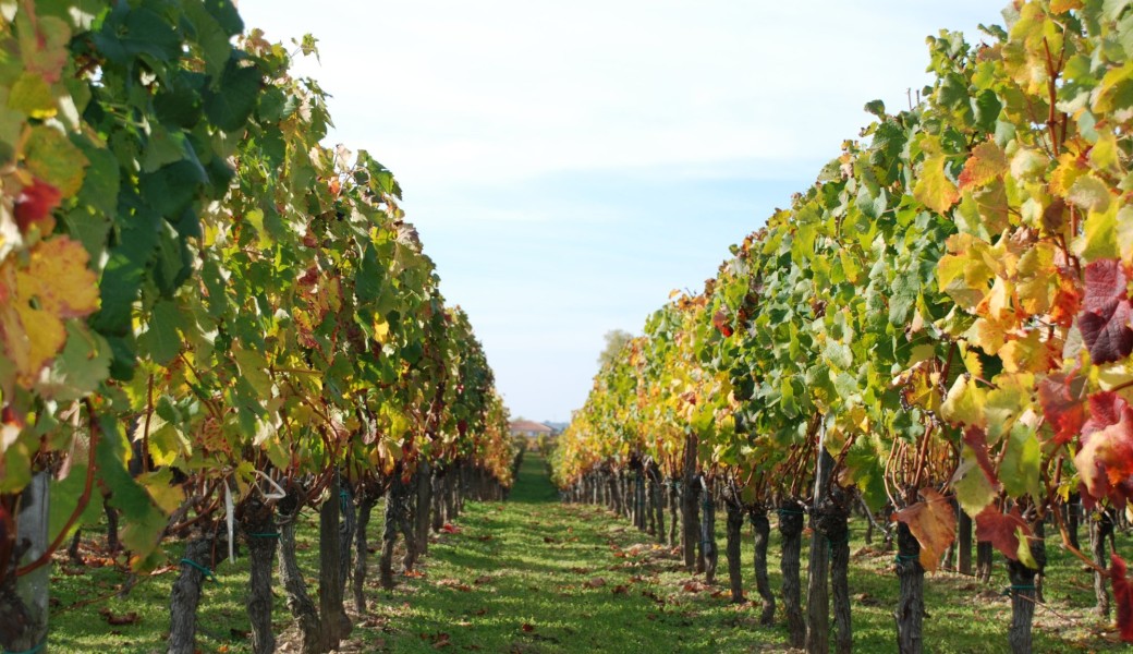 Dégustation de rentrée Vins/20 x CIVB