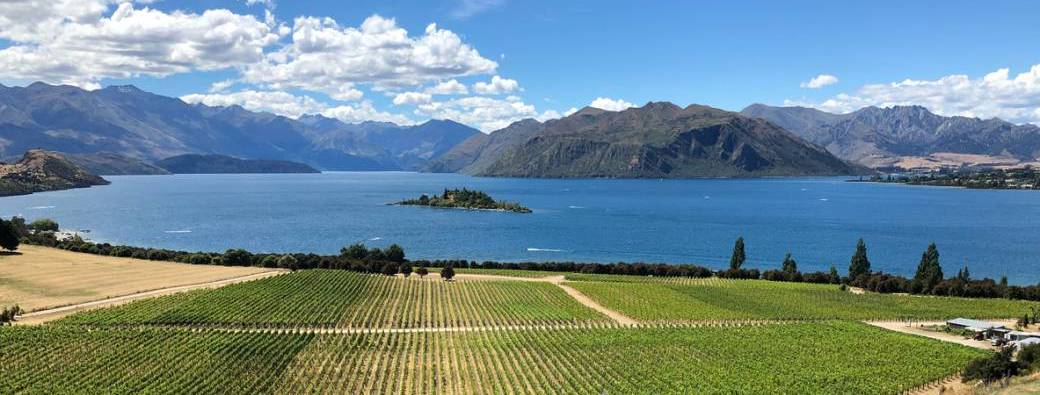 CINQ VINS RÉUNIS POUR LA PREMIÈRE FOIS