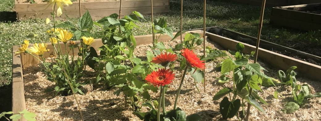 Déjeuner estival - Jardin de SATTVA