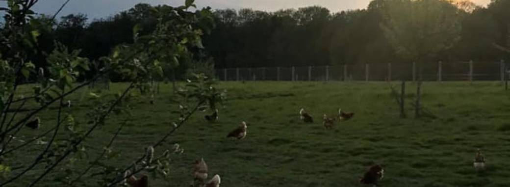 Couscous et visite de la ferme