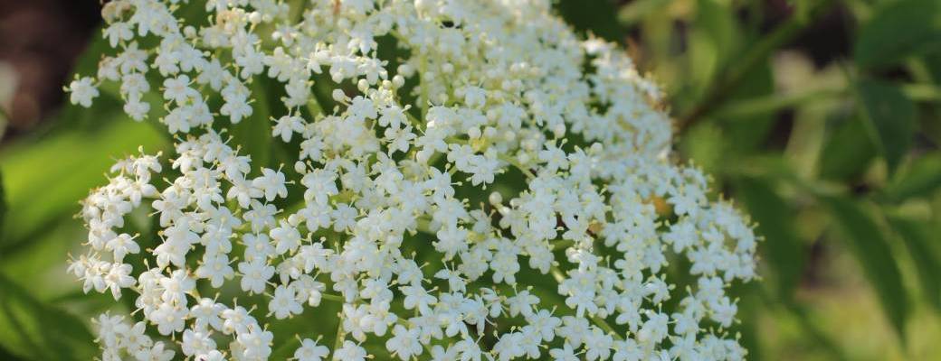 Délice sucré aux fleurs sauvages