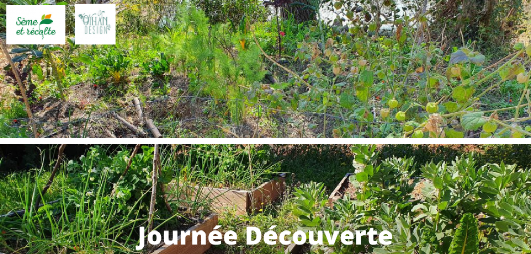Démarrer mon potager avec la permaculture