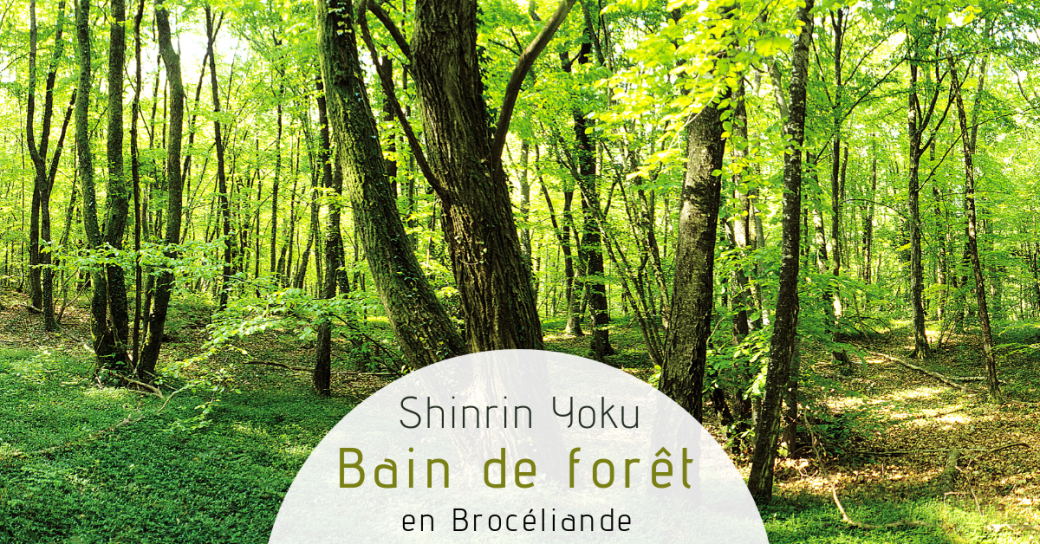 DEMI JOURNEE Bain de forêt et Sylvothérapie