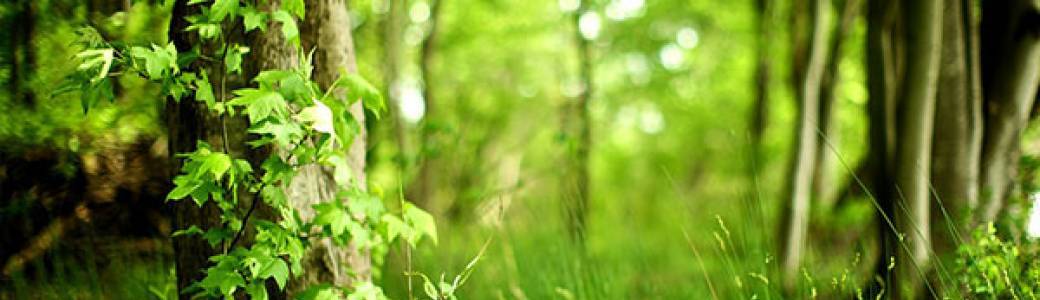 "Des arbres à croquer"  : architecture et bienfaits des arbres & dégustation