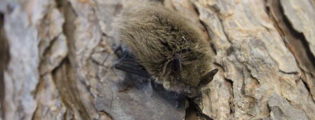 Des chauves-souris sur le causse
