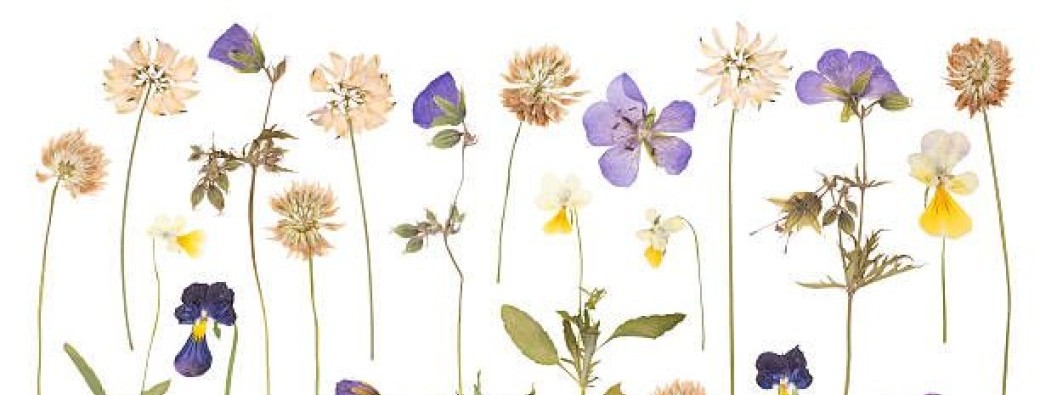 Des fleurs, des couleurs et des odeurs ... 4-7 ans