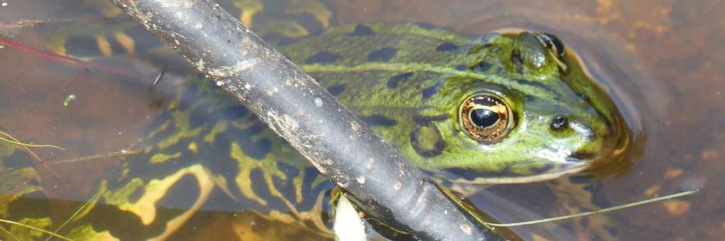 Des grenouilles dans mon robinet ! 14/06/2025 Des grenouilles dans mon robinet ! 14/06/2025
