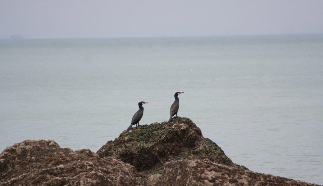 Des milliers d'oiseaux 