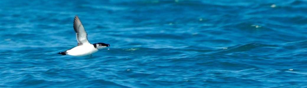 Des pingouins en Méditerranée ?