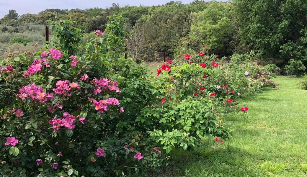 Des roses... et de la biodiversité !