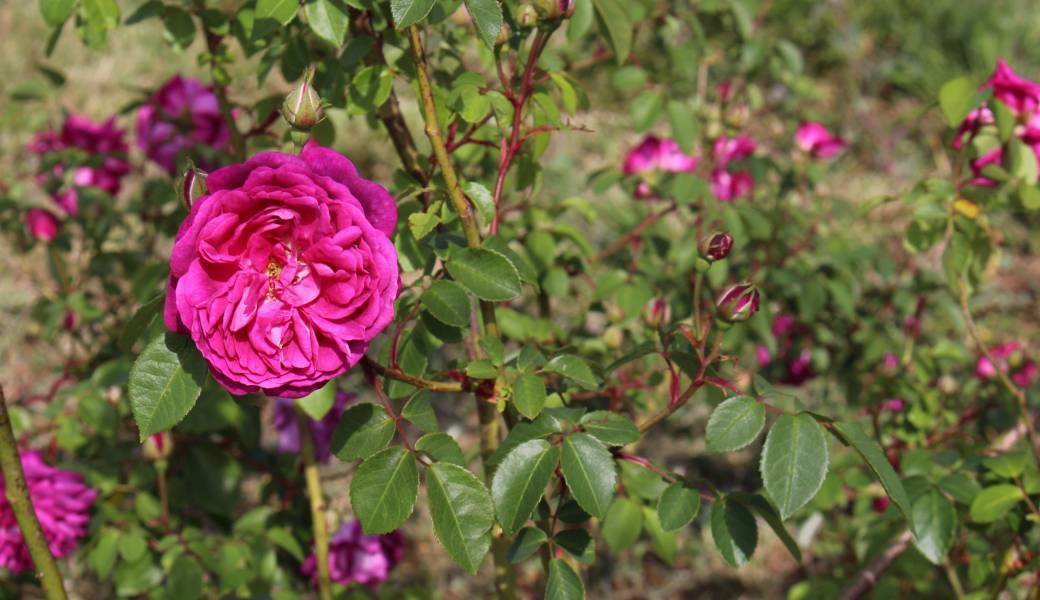 Des roses... et de la biodiversité ! Des roses... et de la biodiversité !
