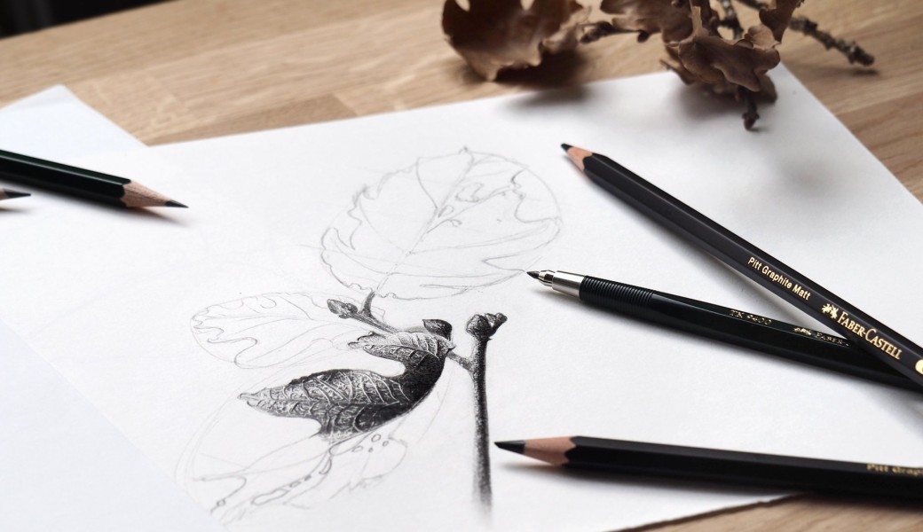 Dessin botanique
