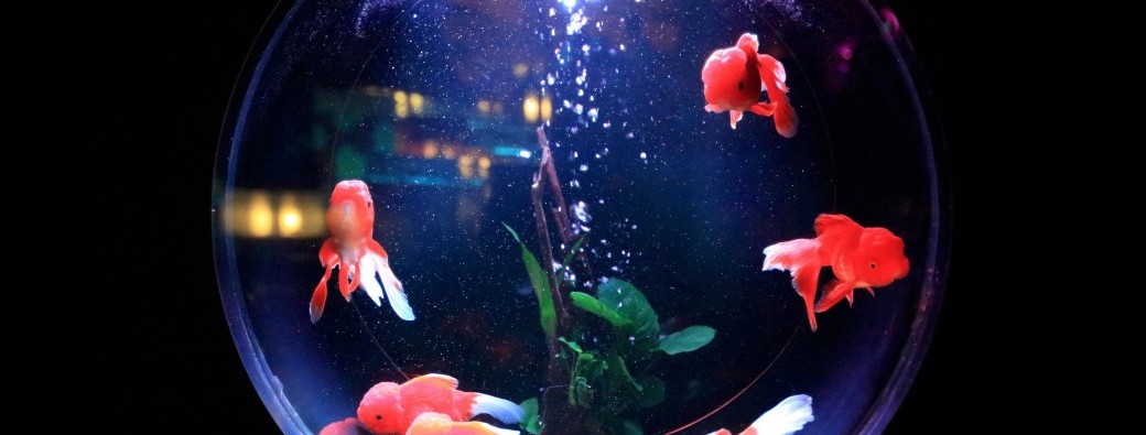 Devenez poisson dans le bocal de la coopération