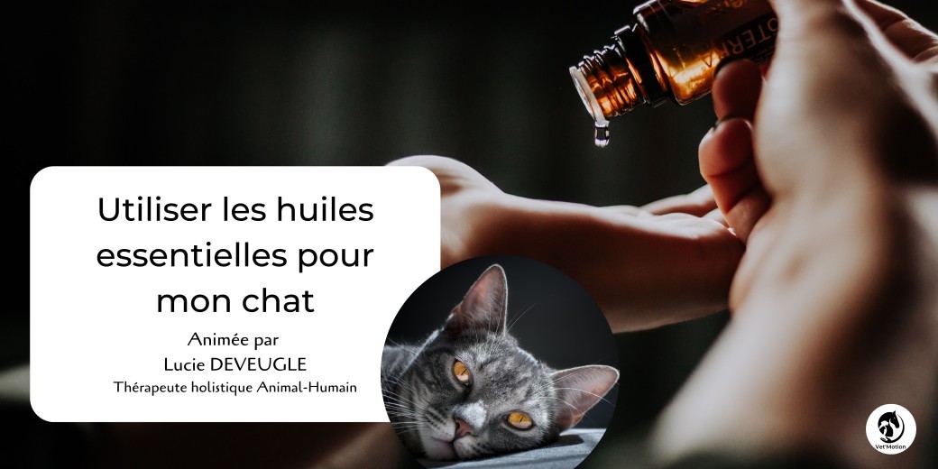 Des Huiles Essentielles pour mon chat