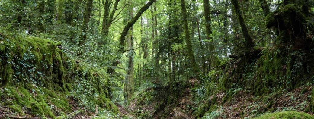 Dimanche patrimoine : Trésors cachés en forêt de Toulfoën