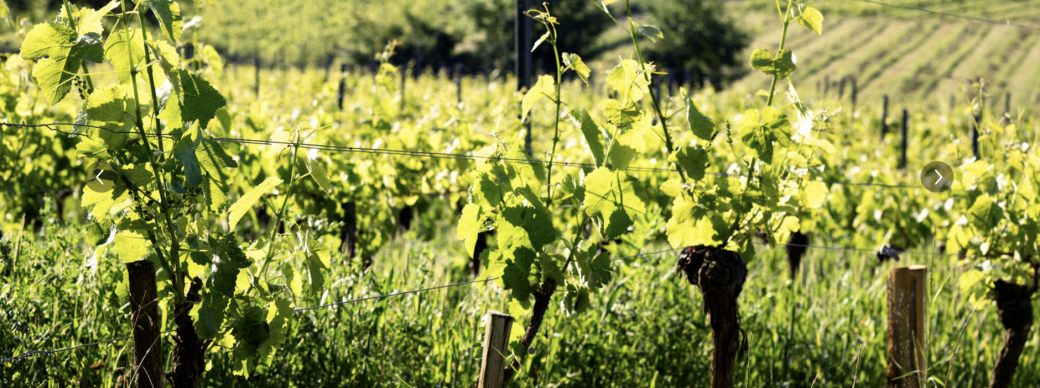 Domaine Puech Roques