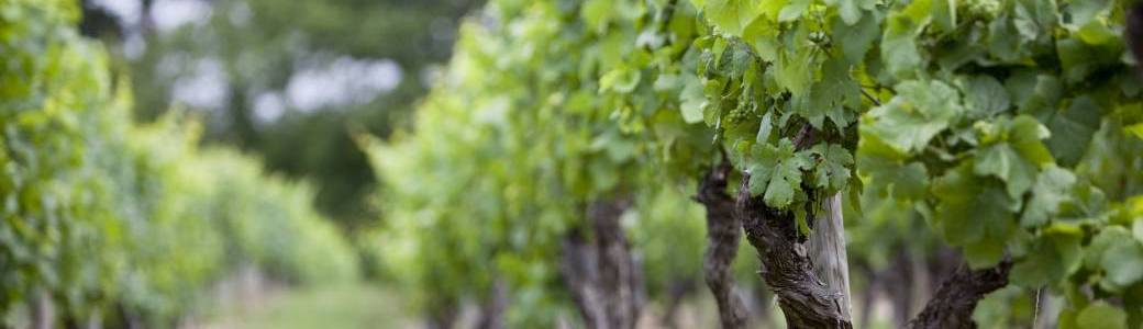 Domaine Vitteaut Alberti