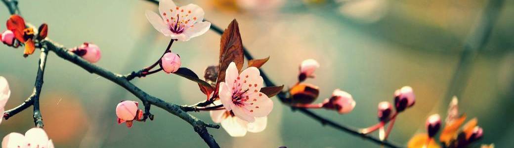 Donation Séance 5 - Méditation contemplative - F. Jalics 2025