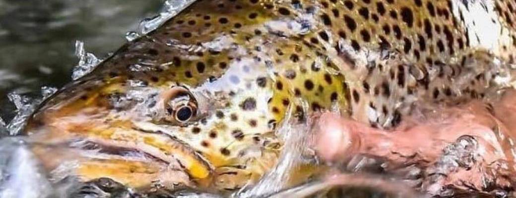 Droit de peche PN Bonnets 2026