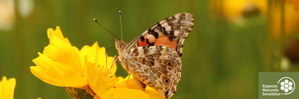 Du gourmand à l'élégant : qui suis-je