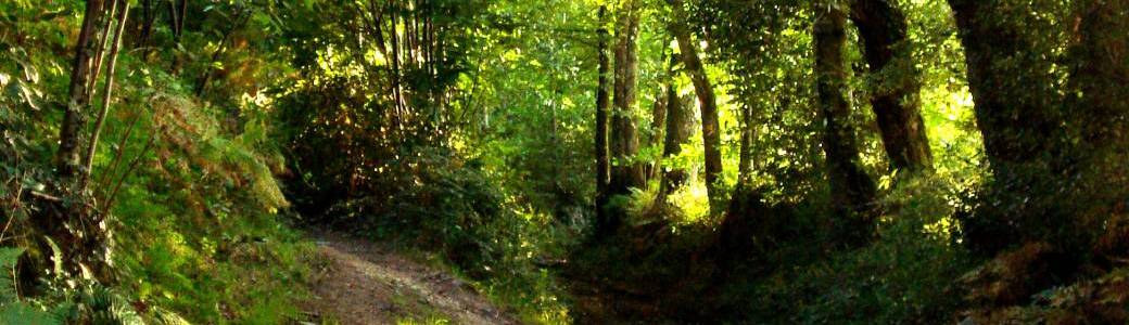 Balade contée dans le Val sans Retour en Brocéliande