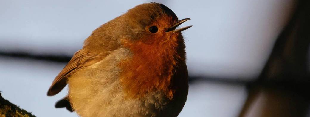Ecouter et connaitre les petits oiseaux du jardin