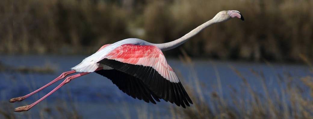 En canoe : En octobre les oiseaux aussi sont rose