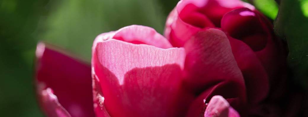 EN PRESENCE AVEC LES ROSES