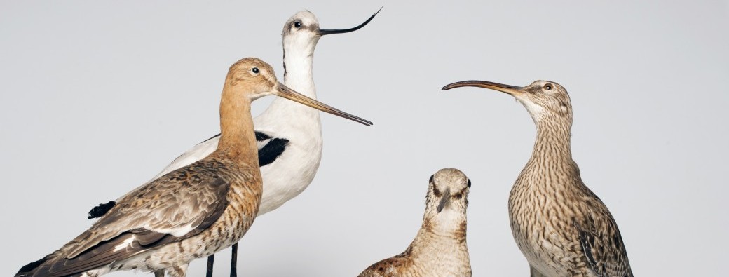 Enfants du patrimoine : Visite des collections de zoologie et de botanique de Sorbonne Université 