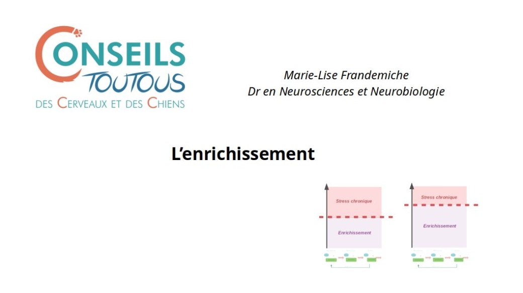 Enrichissement chez le chien 