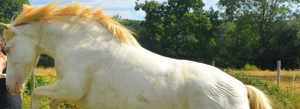  Entendre les "non" du cheval pour cultiver les "oui"