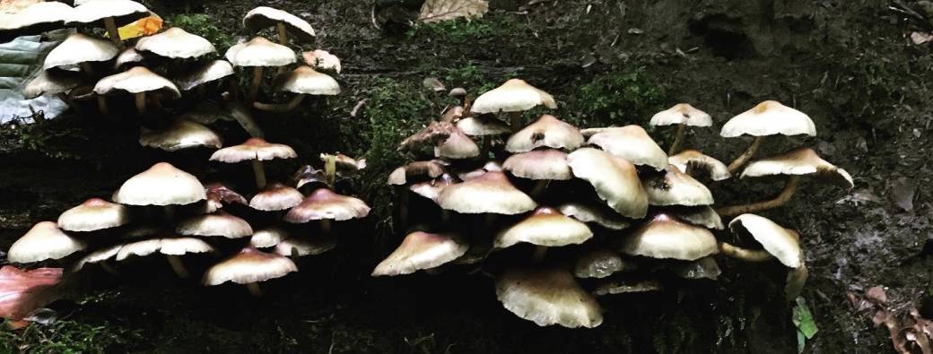 Entre les deux hippodromes