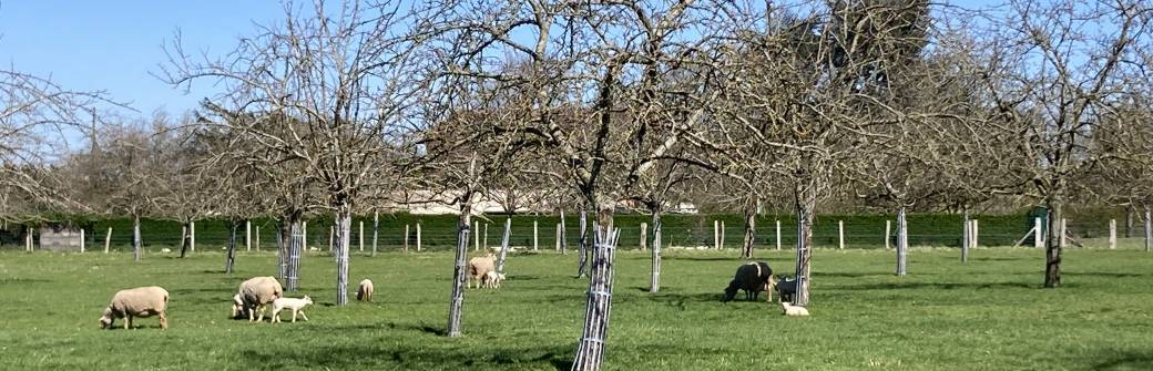 Entre prairies sèches et prairies humides, itinéraire de brebis