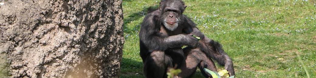 ENTREE LIBRE A L'ESPACE ZOOLOGIQUE DE SAINT MARTIN LA PLAINE