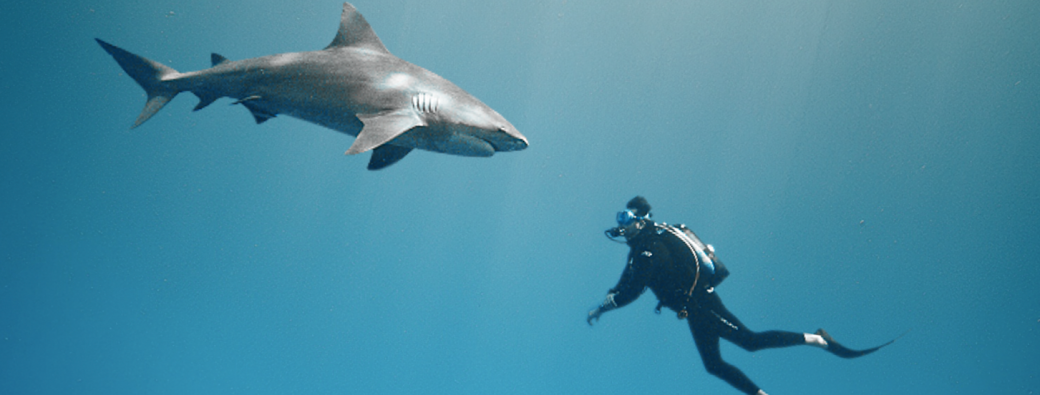 Entretien Avec un Requin