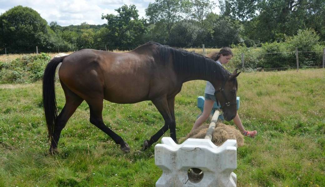 Equifeel et Gymnastique du cheval