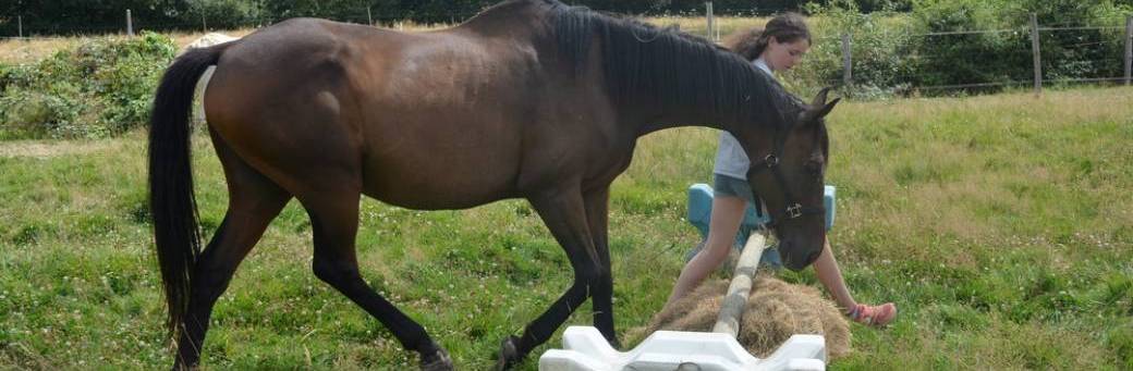 Equifeel et Gymnastique du cheval