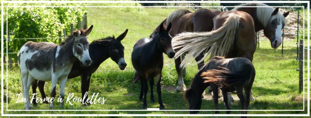 Donkey Tour - Walk and Wine Tasting Donkey Tour - Walk and Wine Tasting