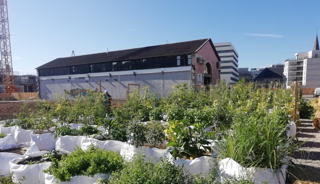 Escape game potager