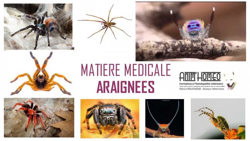 Etude de la matière médicale des araignées