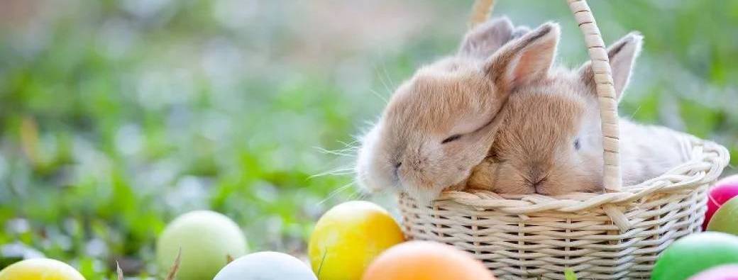 EVEIL : Atelier d'éveil Parent/Enfant - Paques en duo